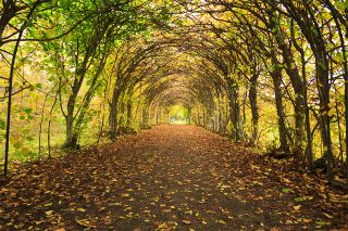 © pownibe - stock.adobe.com Foto: herbstlicher Weg